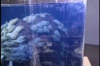 The old president in a nightmare, Thalasso hobbyer, Diorama/Resin/Sculpture, 2021