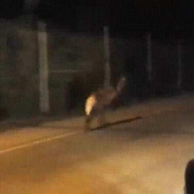 Maned Wolf running down the streets of Brazil: They're the tallest/fastest canid with a top speed of 47mph,(75.6 km/h).