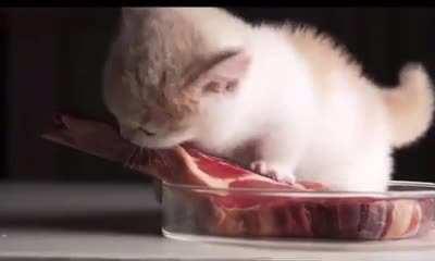 RAVen0Us BEAsT deV0uRS wHat iS LeFt oF T0m hANKS