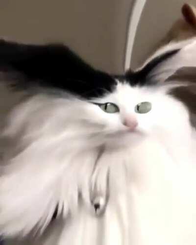 Snapchat filters can work on cats too