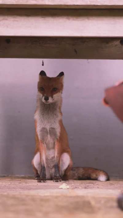 🔥A young fox sheltering from the rain in London [OC]