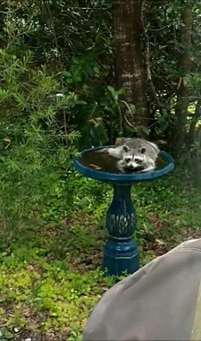 Can anyone help me identify this type of bird?