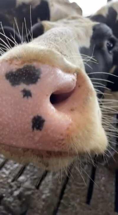 Taking stupid videos of cows is absolutely how I will lose my phone between the slats...