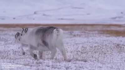 Reindeer family all plumped up for winter in Arctic tundra