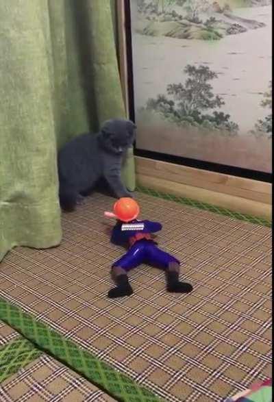 Cat ambushed by soldier