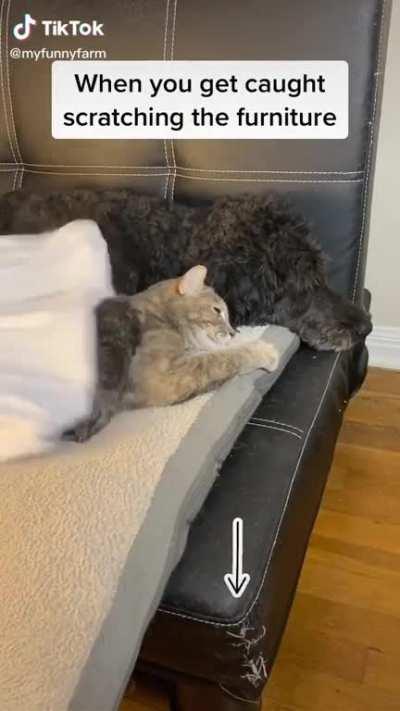 The scream was too perfect