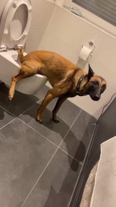 Удобно в такую погоду, когда хороший хозяин из дома собаку не выгонит гулять.