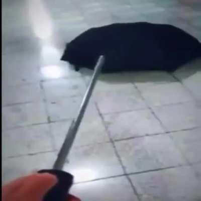 cursed_umbrella