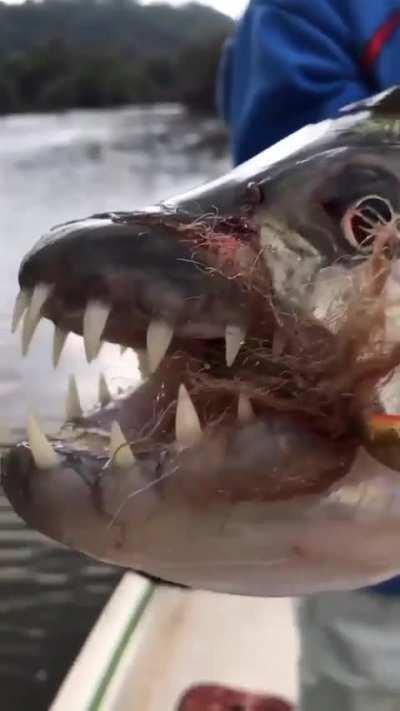 What kind of fish is this