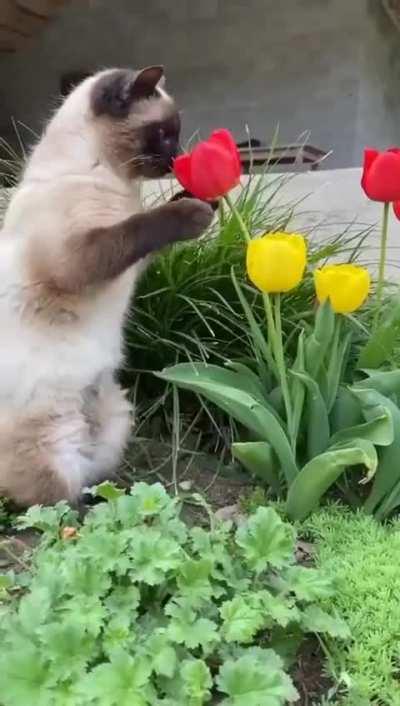 I’m not a bee but I like flowers too