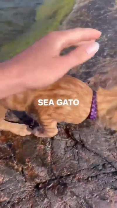 sea gato