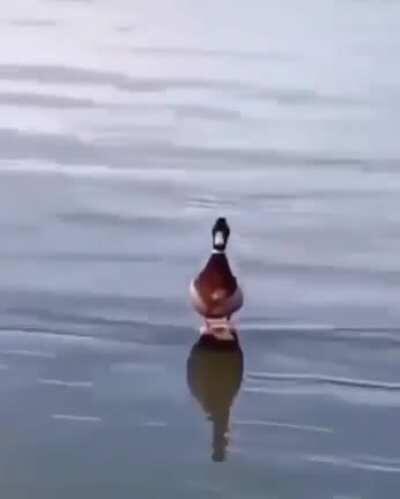 Yisus Duck no puede matarte, el no existe....