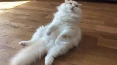 A cat who suddenly runs out of battery