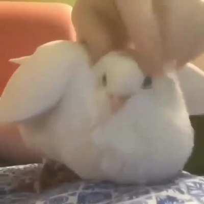 found this on discord