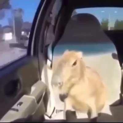 capybara x birds video i made today in class, if u like it feel free to steal