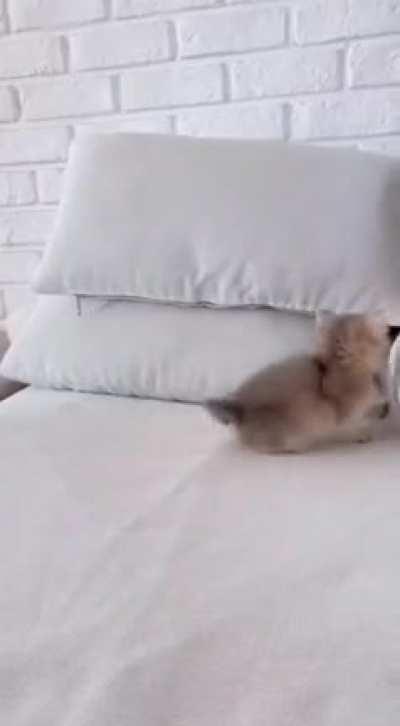 kItTEN geTs smAshEd By gIGantIc roCK