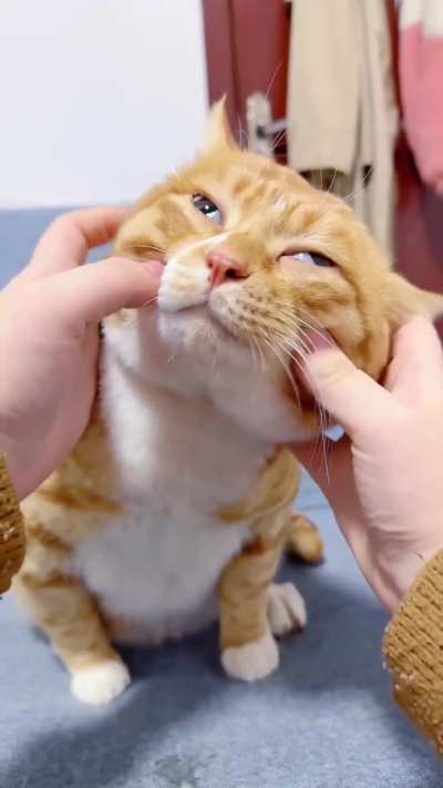 Braincell has evaporated