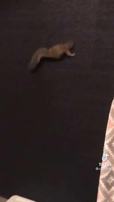 Squirrel is very happy about his rug wall