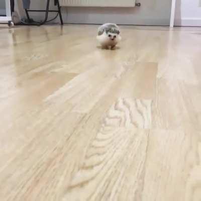 Lil paws, adorable run ^.^ - from the law