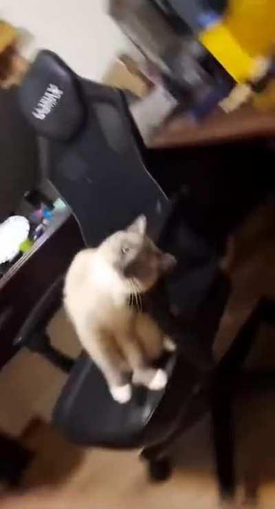 My supermodel doing his best poses for you