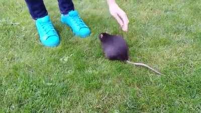 Um rato gordo na grama