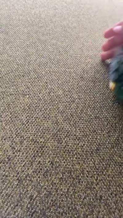 Is he angry or are we play fighting?