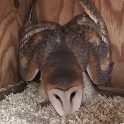 Better with sound on (credit to raptor rehab of Kentucky)