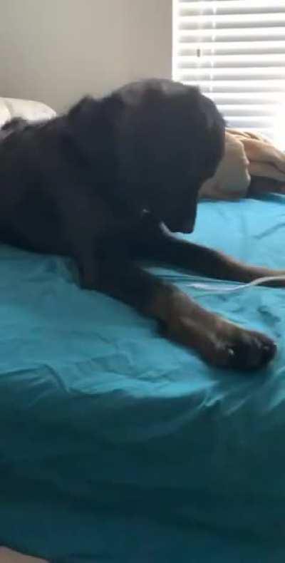 Oso with a series of microborks