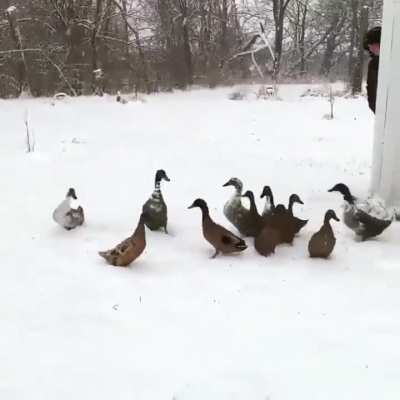 Enjoy these ducks changing their minds.