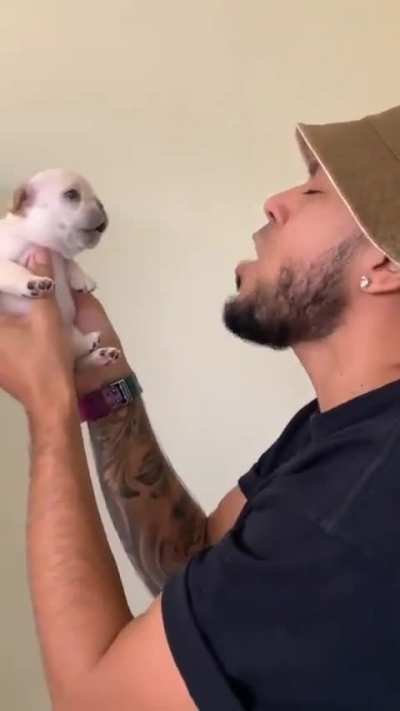 Cute puppy getting trained