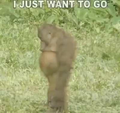 nooo monke dont😭😭😭😭😭😭😭😭😭😭😭😭😭😭