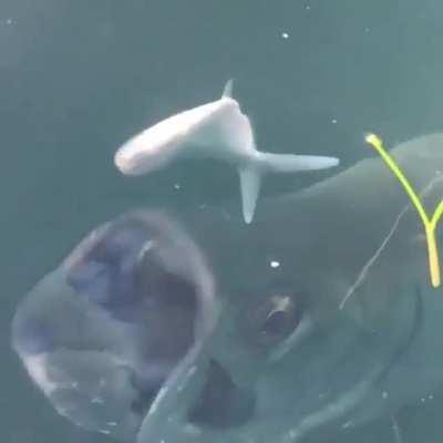 Well this rustled my jimmies