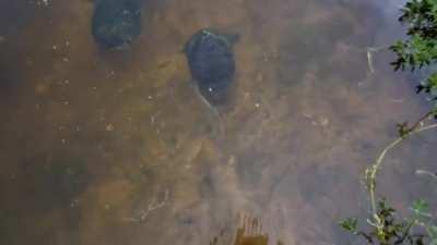 Here you go buddy, right back into the...