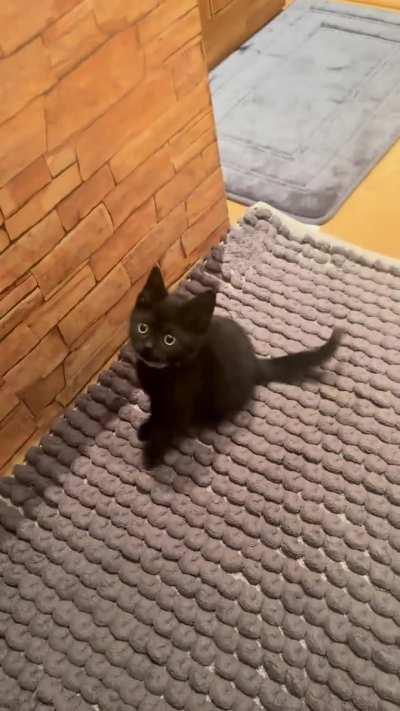 OOP @ashybashy124 on tiktok, they have even more videos of this tiny soot sprite