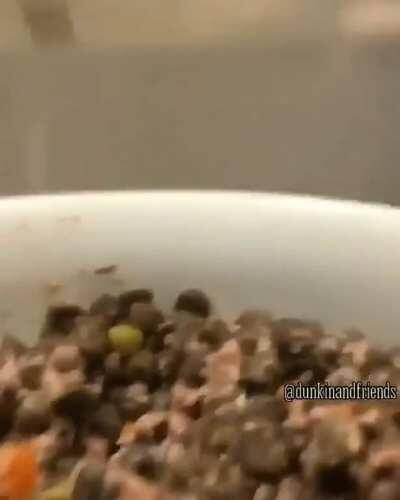 This dog only eats his food when it's put into the microwave. It doesn't matter if it's on or not, it just has to be put inside there