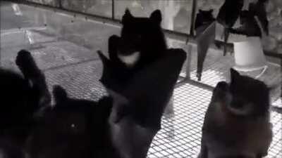 Bats filmed upside-down look like low budget goth.