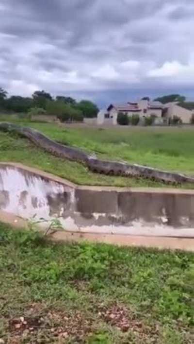 Giant snake in Brazil