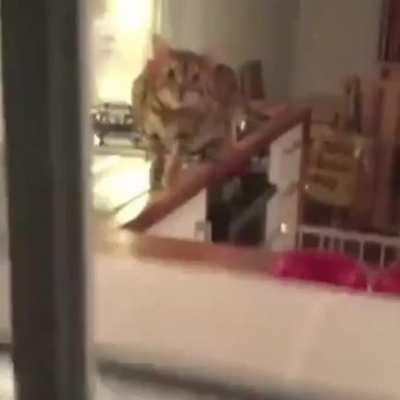 Зверь на охоте