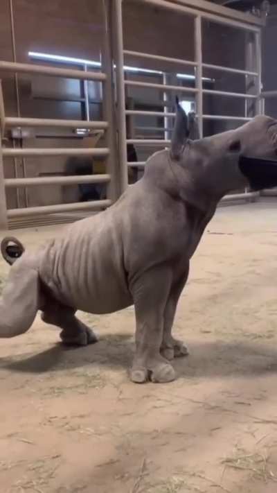 Baby tank getting brushed