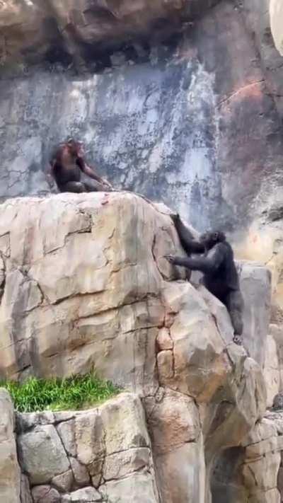 The battle for a place on the rock😂