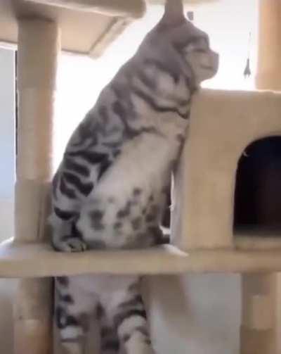 Agent Chonk has failed the mission