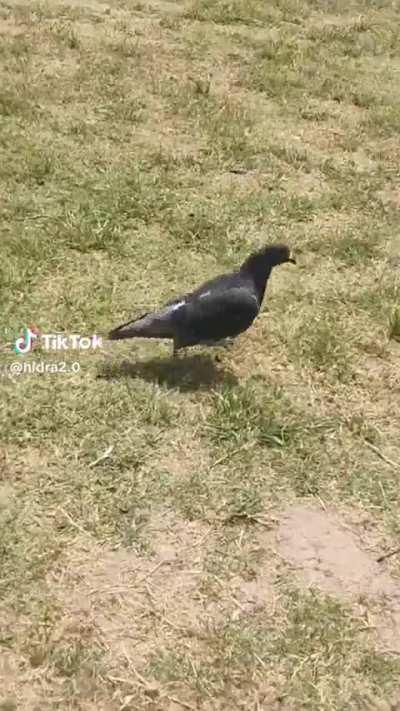 Jugadores en las partidas del rubiuh: