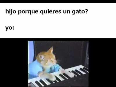 Gato
