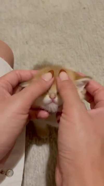 Entspannung pur. 🐱