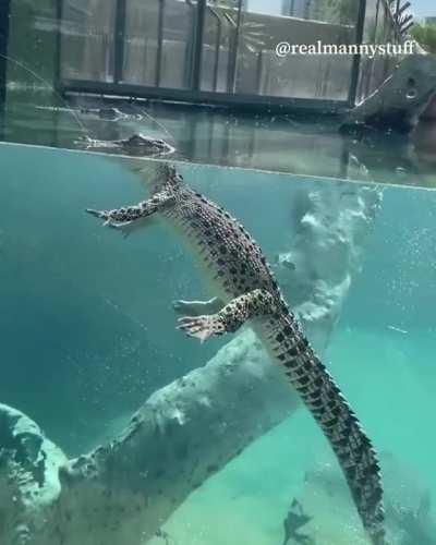 I will never get bored of crocodiles floating