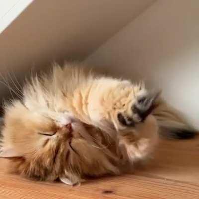 Cat does a BIG stretch