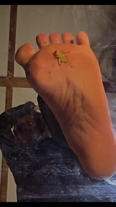 New barefoot cricket video for trade