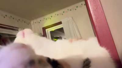 Kitten Nugget (like chicken nugget I promise she’s a food) likes being played like a piano