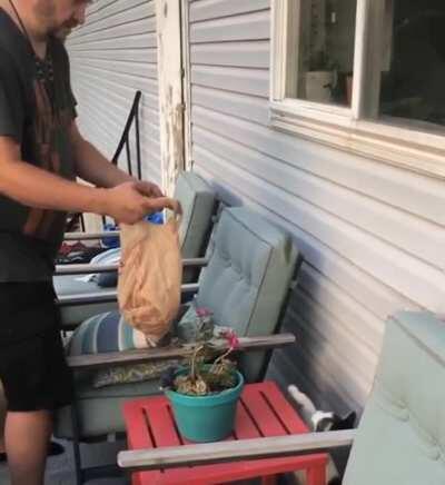 catch of the day, cat tosses mice into bag.