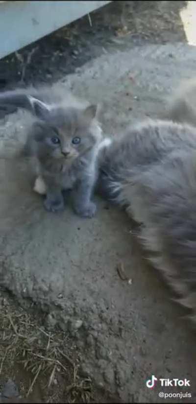 Kitten is unsure about the hooman until mom shows that it is ok